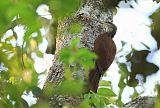 Long-billed Woodcreeper